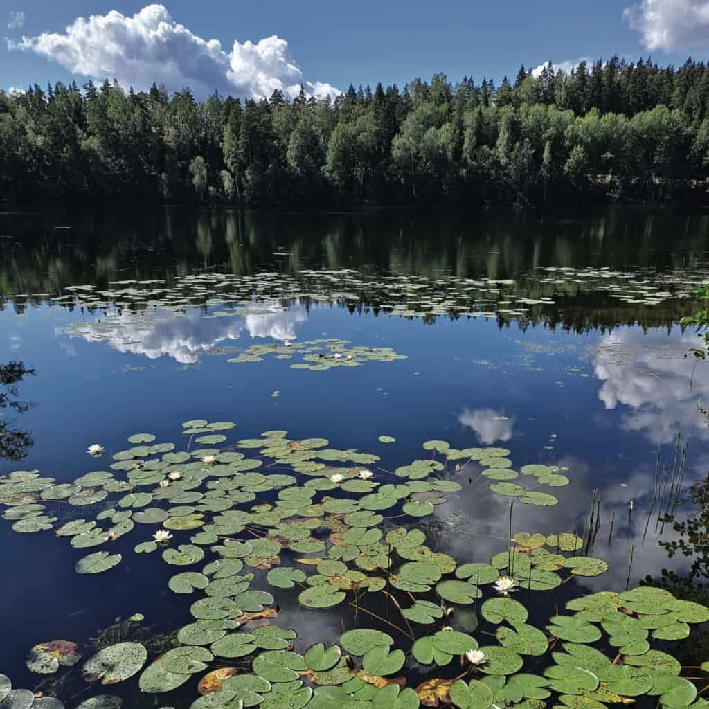 Suomen luonnon päivänä syödään mustikkapiirakkaa