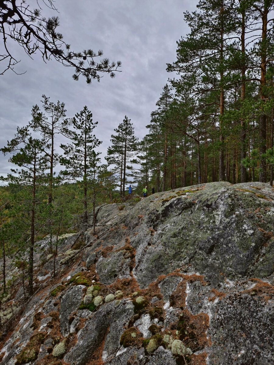 Metsäkoivulan polku vie kallioille | Uutiset | Kotiseutulainen
