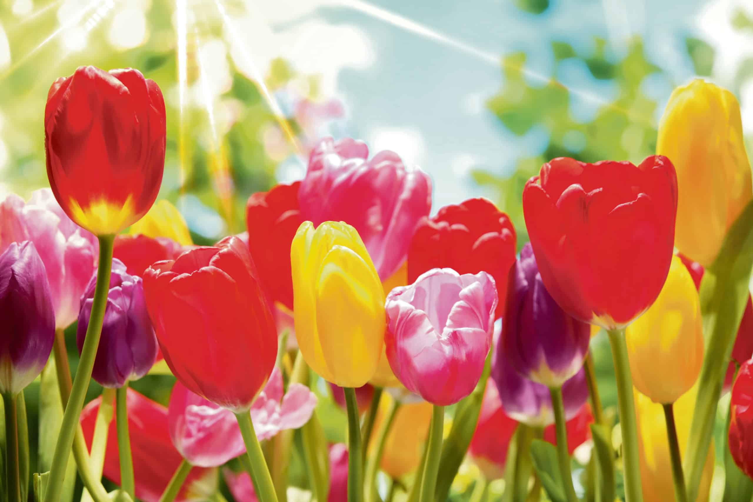 <strong>Värikkäät kukat tuovat pääsiäiseen kevätmieltä </strong> | Pääsiäinen | Kotiseutulainen