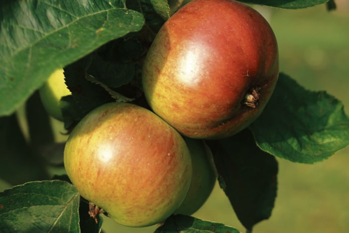 Martat -sovellus testissä -mitä omenaherkkuja löytyy Martoilta?