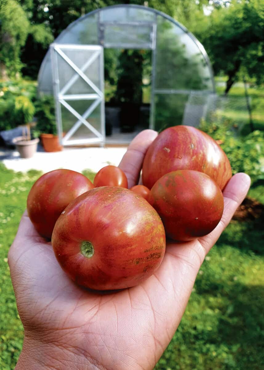Hulluna mustiin tomaattilajikkeisiin | Piha ja puutarha | Kotiseutulainen