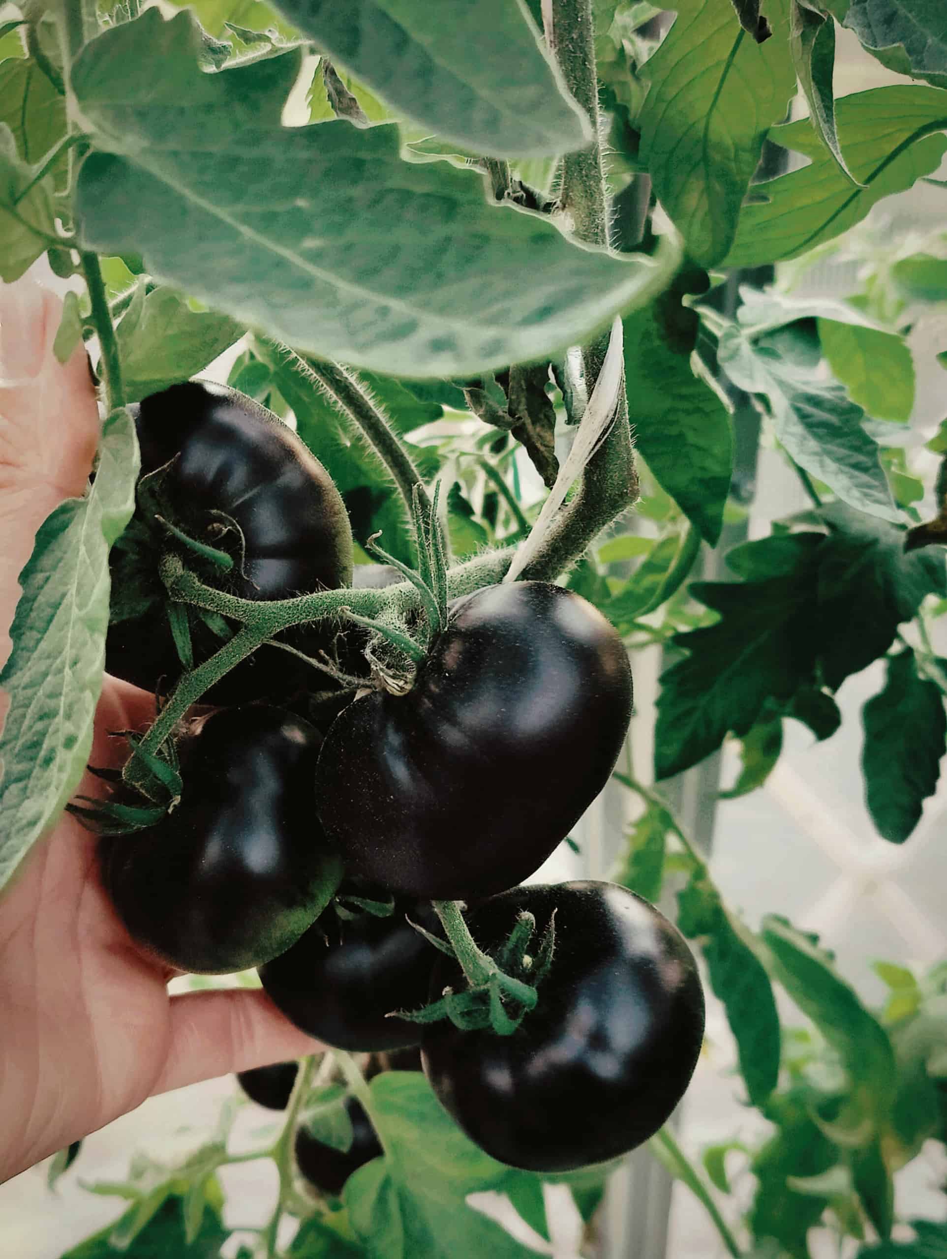 Hulluna mustiin tomaattilajikkeisiin | Piha ja puutarha | Kotiseutulainen