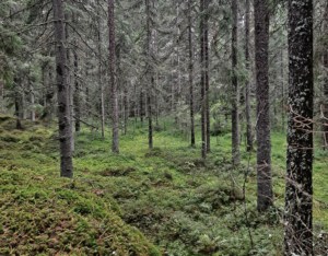 MetsäAnna lähiluontokohteessa: Humppilan Lahnavuoressa kasvaa ikikuusikkoa