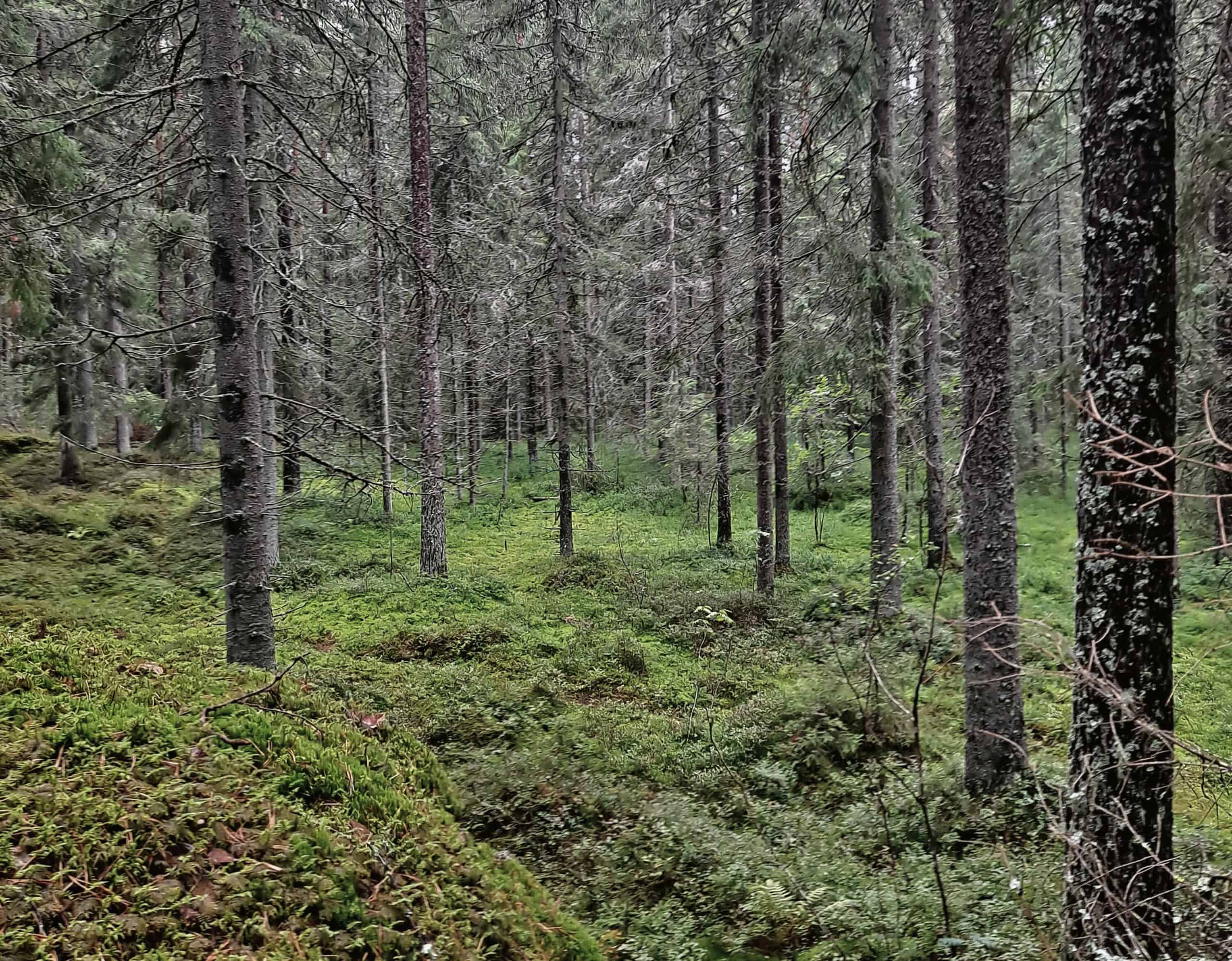 MetsäAnna lähiluontokohteessa: Humppilan Lahnavuoressa kasvaa ikikuusikkoa | Luonto | Kotiseutulainen