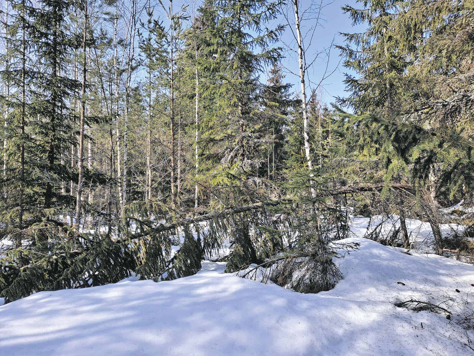 Metsissä hieman lumituhoja | Luonto | Kotiseutulainen