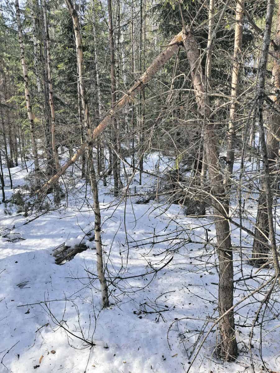 Metsissä hieman lumituhoja | Luonto | Kotiseutulainen