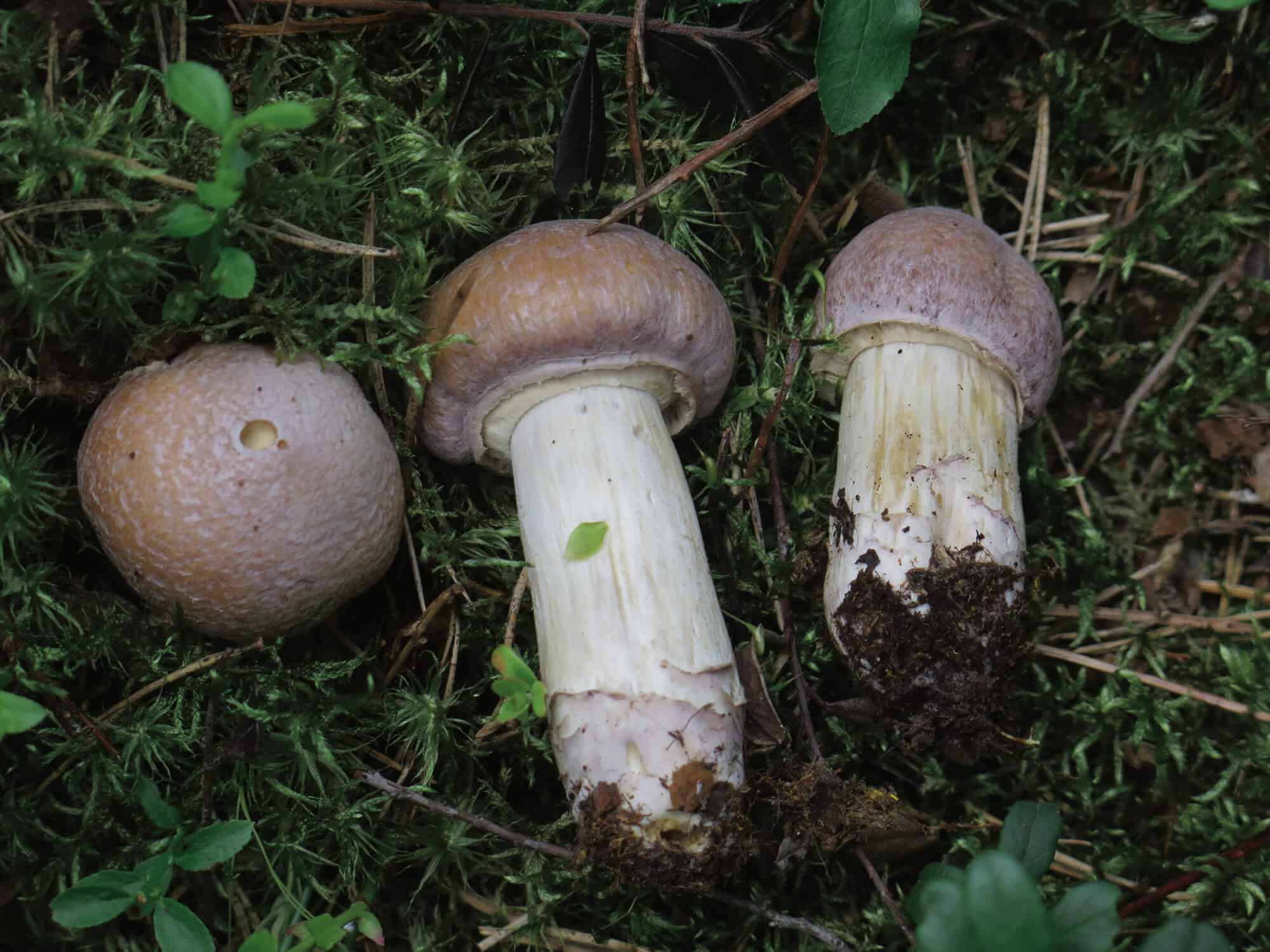 Sienimetsään ei pidä mennä kiireellä | Luonto | Kotiseutulainen